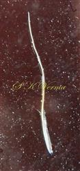  Sessile spikelet - Upper Lemma with awn
